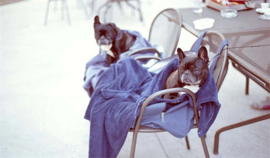 Robert Wickens' Incredible Comeback: From Paralysis to Racing Champion